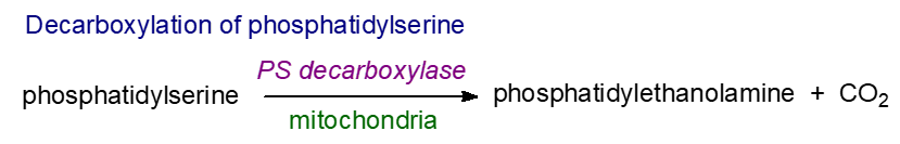 Decarboxylatio of phosphatidylserine - mitochondria