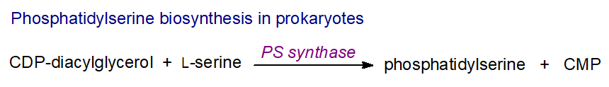 Biosynthesis of phosphatidylserine in prokaryotes