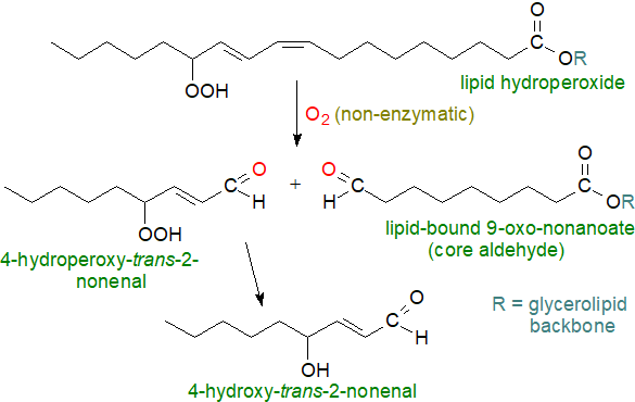 Mechanisms for hydroperoxide cleavage and aldehyde formation