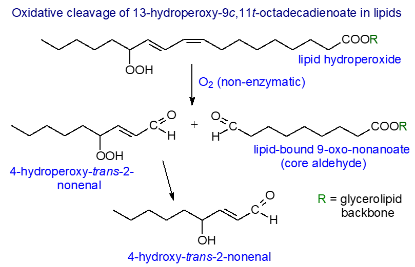 Oxidative cleavage of 13-hydroperoxy-9c,11t-octadecadienoate