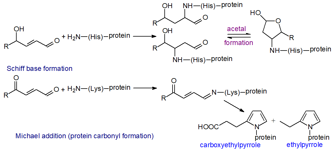 Michael addition (protein carbonylation) and Schiff base formation