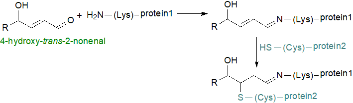 Michael addition (protein carbonylation) and Schiff base formation