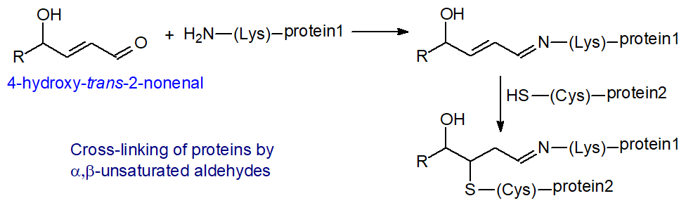 Cross-linking of proteins