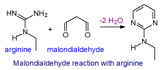 Reaction of malondialdehyde with arginine
