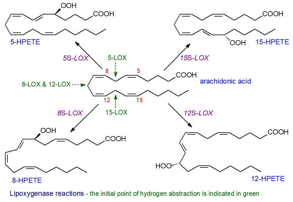 Reactions of lipoxygenases with arachidonic acid