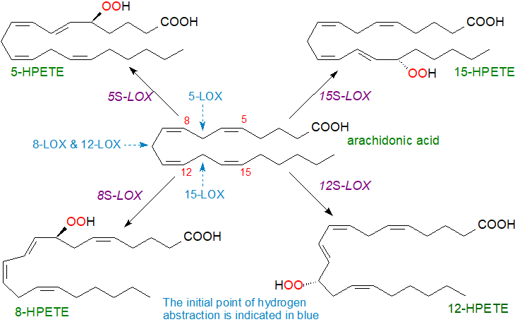 Reactions of lipoxygenases with arachidonic acid