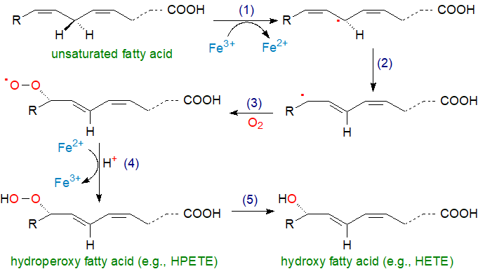 Mechanism of lipoxygenase action and oxylipin formation