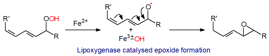 Mechanism of lipoxygenase catalysed epoxide formation