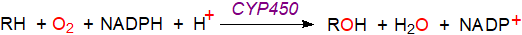 Stoichiomety of CYP450 reaction