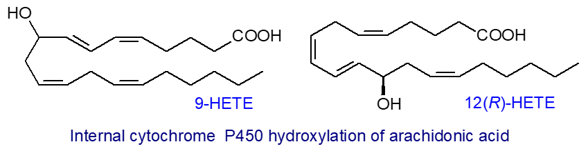 Production of omega- and omega-1-HETE