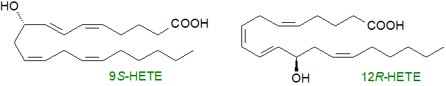 Internal cytochrome P450 hydroxylation of arachidonic acid