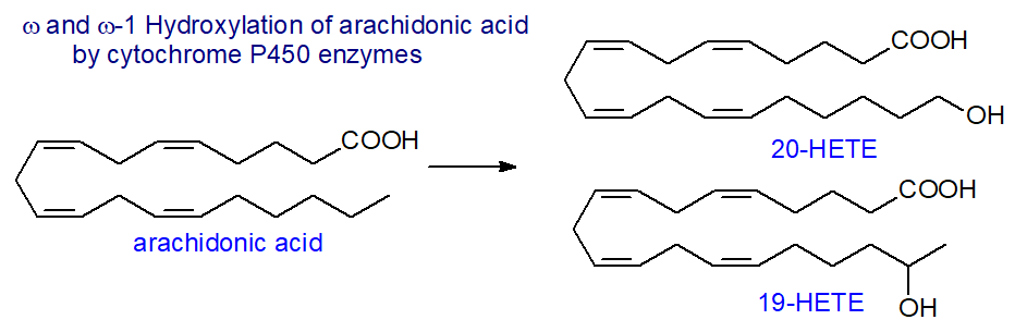 Biosynthesis of epoxy-eicosanoids