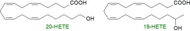 Production of omega- and omega-1-HETE