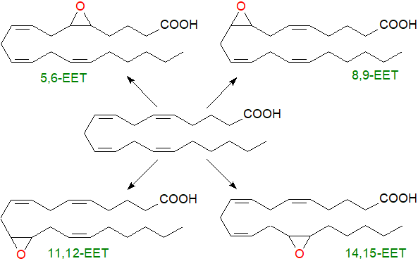 Biosynthesis of epoxy-eicosanoids by CYP450 oxidases
