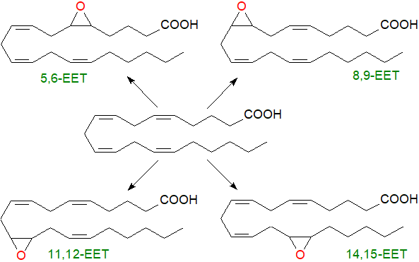 Biosynthesis of epoxy-eicosanoids