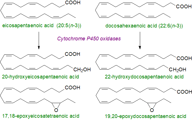 Structural formula of 5-oxo-eicosatetraenoic acid