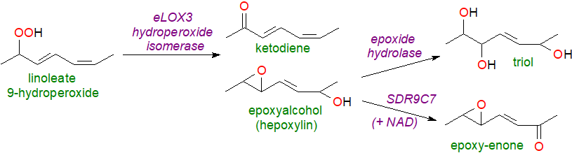 Formation of octadecanoid triols and other oxylipins in skin from linoleate