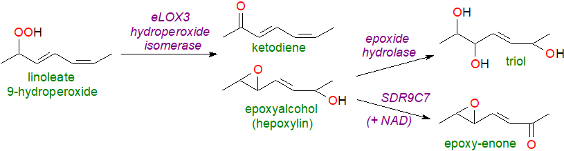 Oxidation reactions of linoleic acid