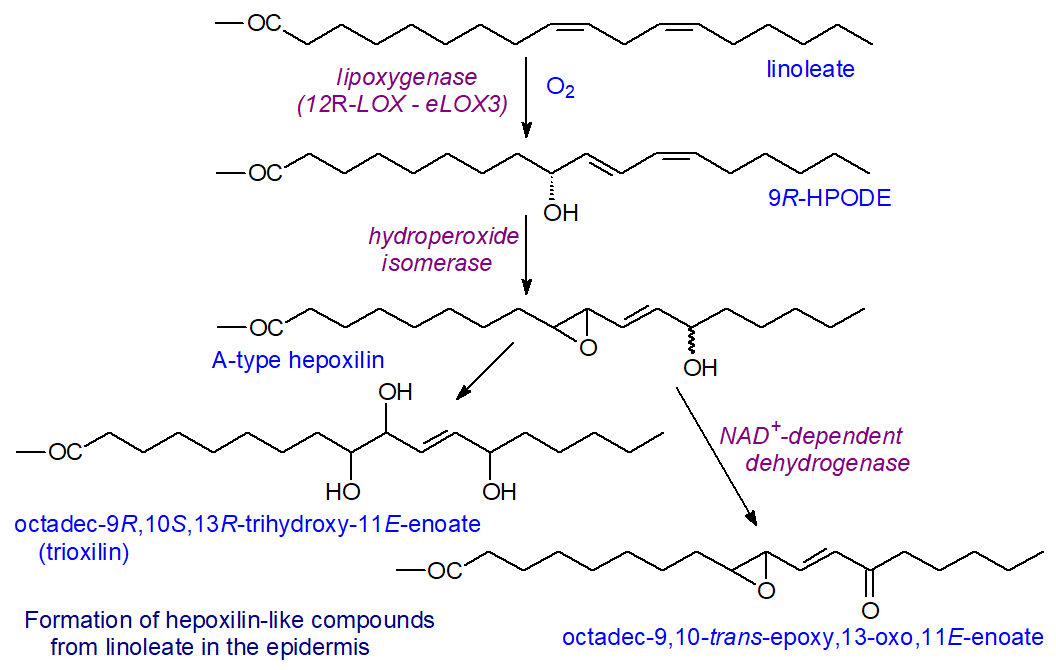 Formation of hepoxilin-like compounds from linoleate in epidermis