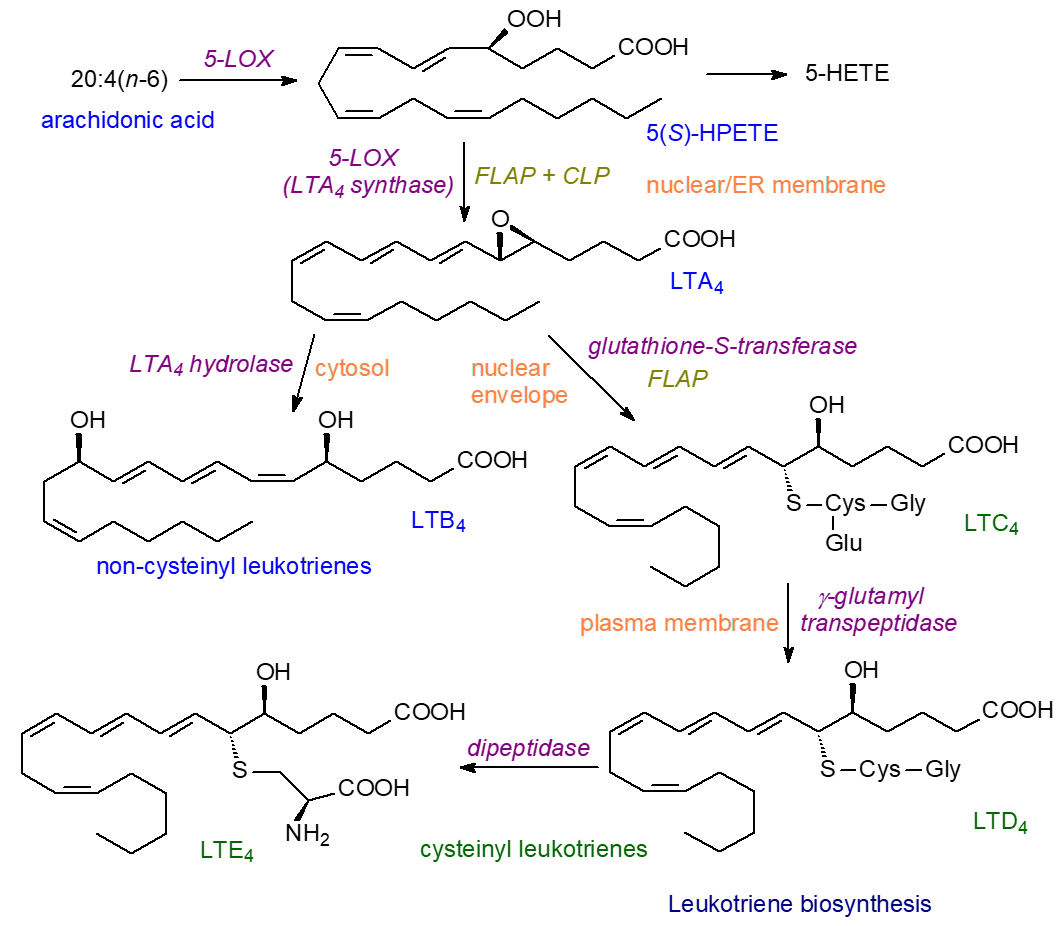 Biosynthesis of leukotrienes