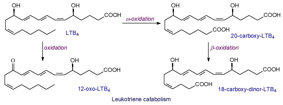 Leukotriene catabolism