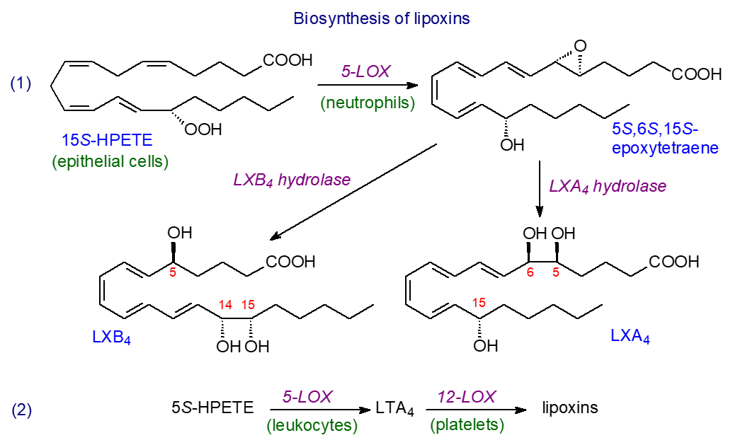 Biosynthesis of lipoxins