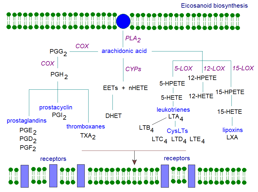 Biosynthetic pathways for eicosanoid production