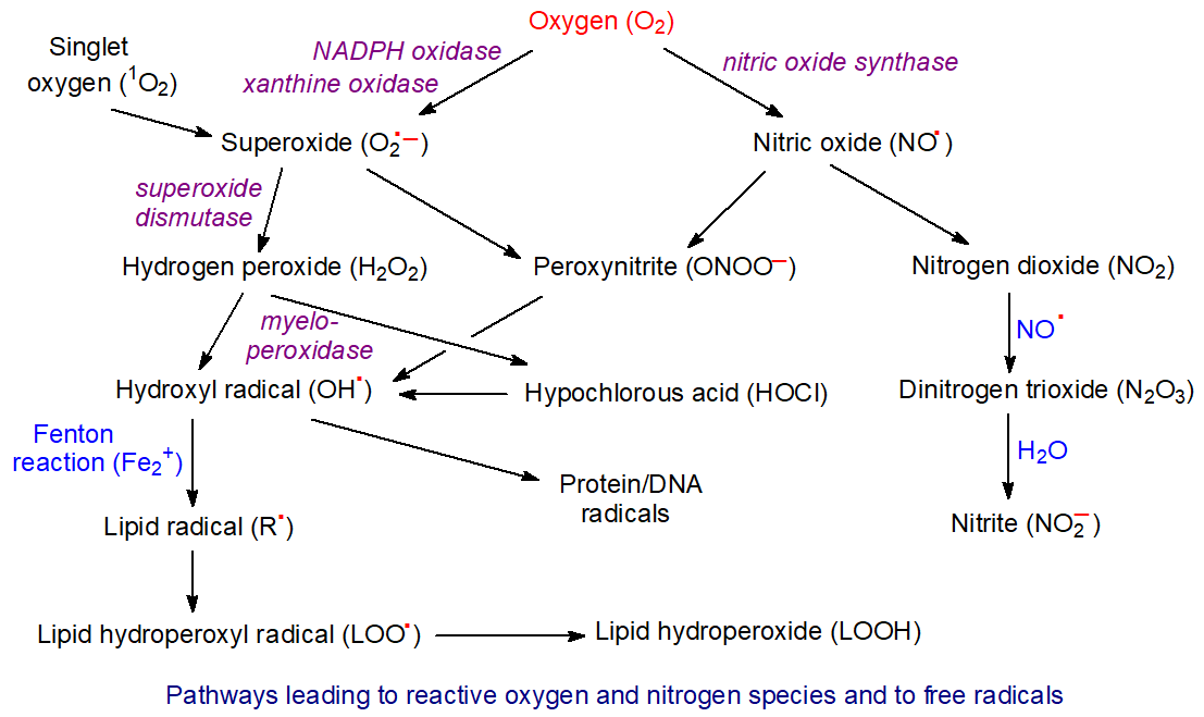 Pathways leading to reactive oxygen/nitrogen species and to free radicals