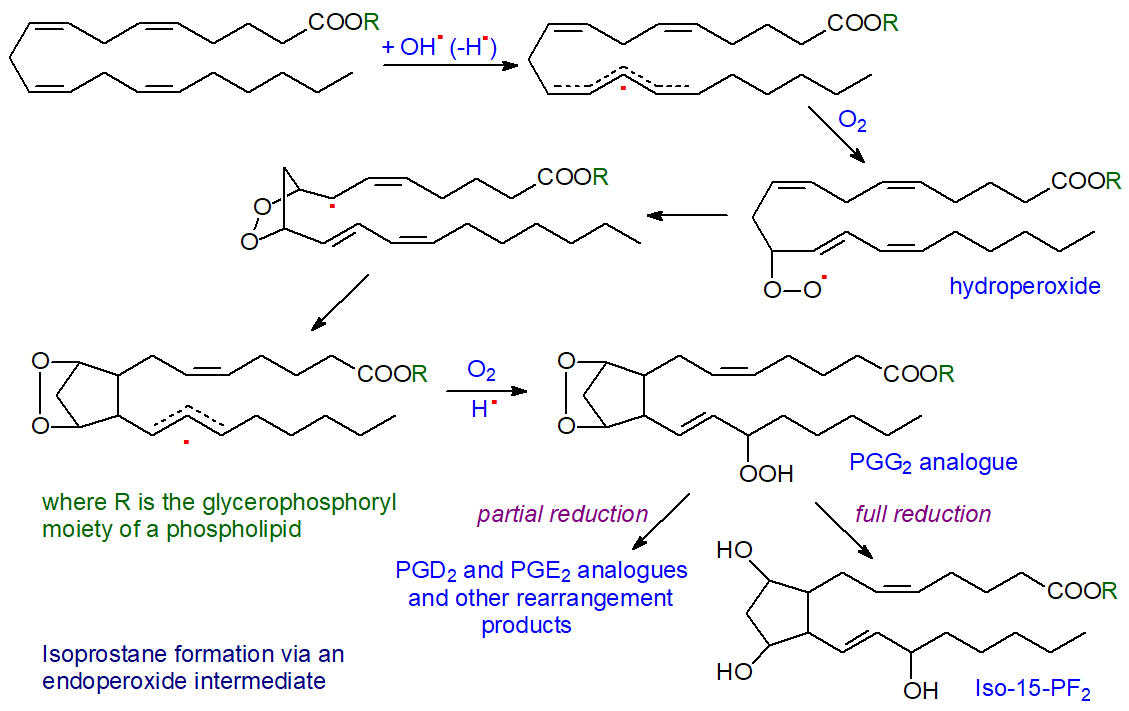 Formation of isoprostanes via endoperoxides