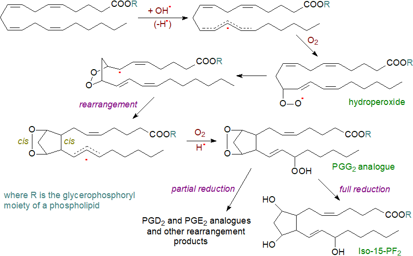 Relative geometries of isoprostanes and prostaglandins