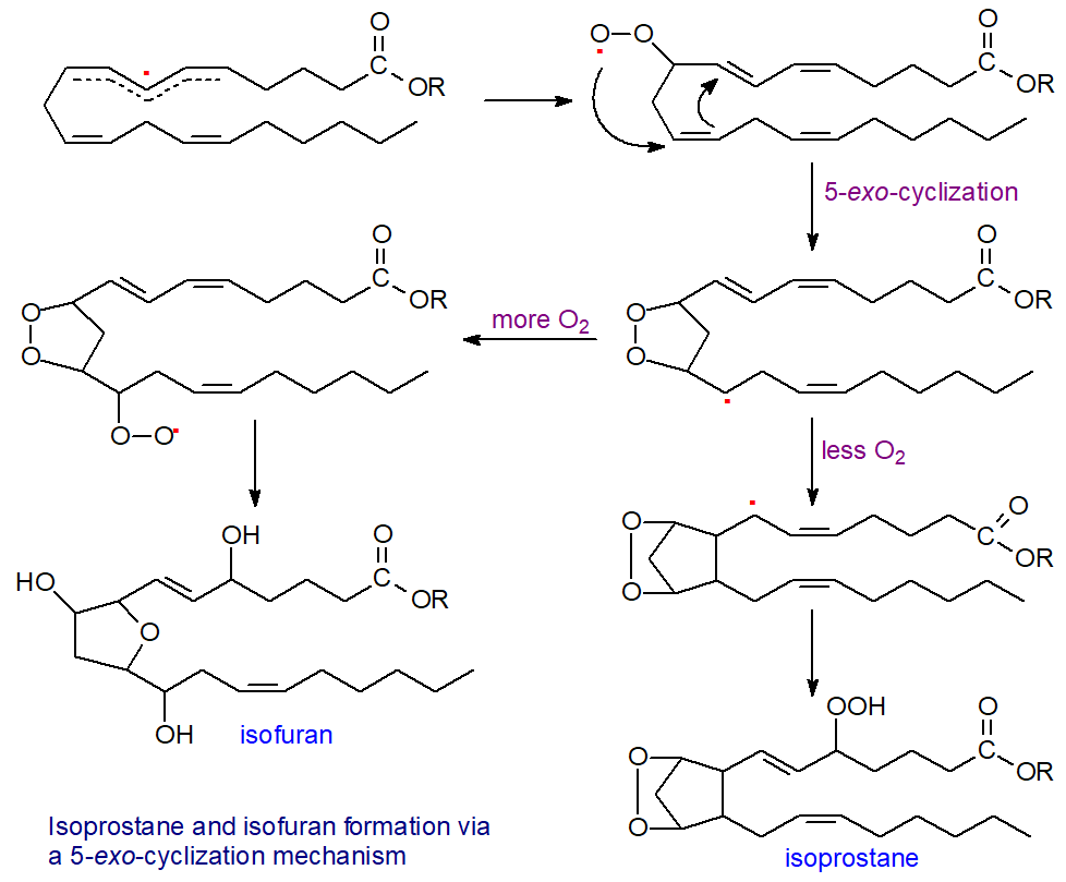 Synthesis of isoprostanes and isofurans by a 5-exo cyclization mechanism