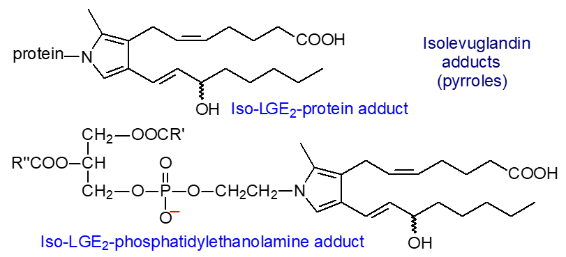 Isolevuglandin adducts with proteins and phosphatidylethanolamine