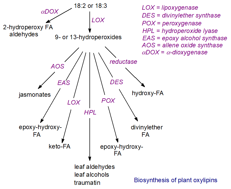 Plant Oxylipins (jasmonates, phytoprostanes, arabidopsides, hydroperoxides  and others - composition and biochemistry)