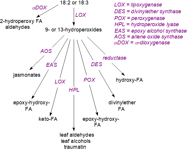 Oxylipin production from linoleate and linolenate