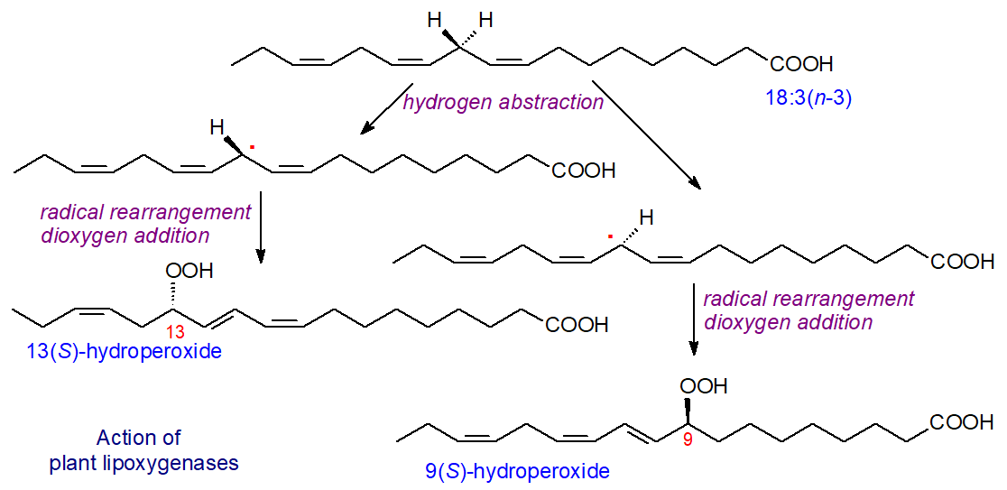 Action of lipoxygenase on linolenate