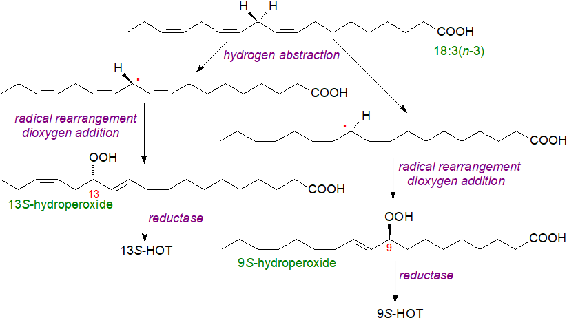 Action of lipoxygenase on linolenate