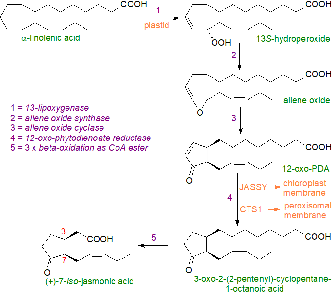 Formulae of colneleic and colnelenic acids