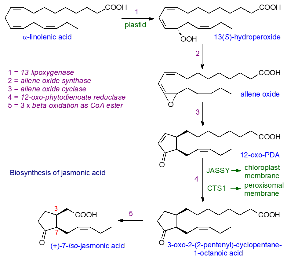 Biosynthesis of jasmonic acid