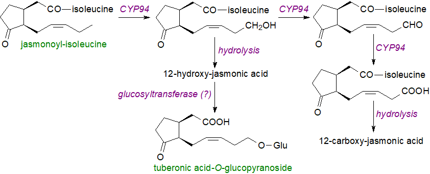 Oxidation and further metabolism of jasmonoyl-isoleucine