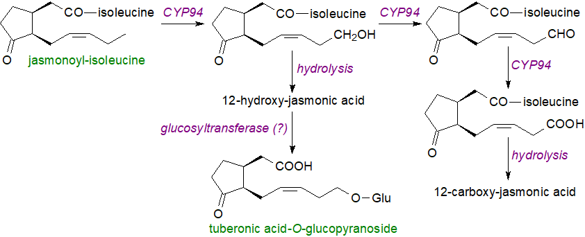 Biosynthesis of jasmonic acid