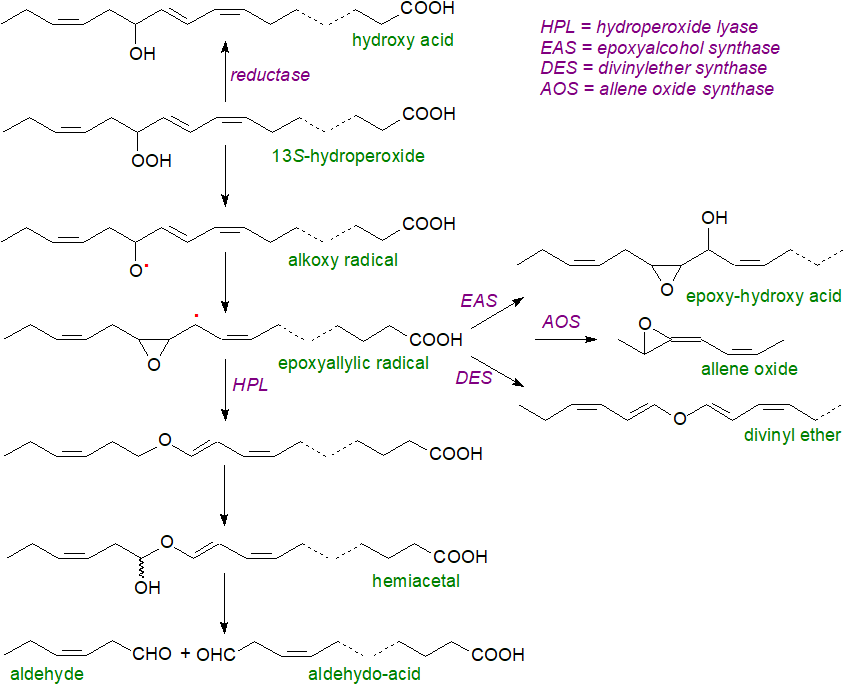 Oxylipins produced by the CYP74 family of monooxygenases