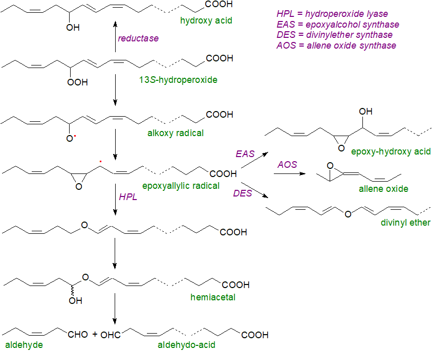 Structural formula of jasmonoyl-isoleucine