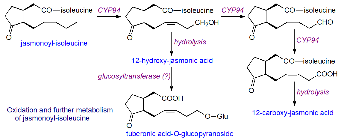 Oxidation and further metabolism of jasmonoyl-isoleucine