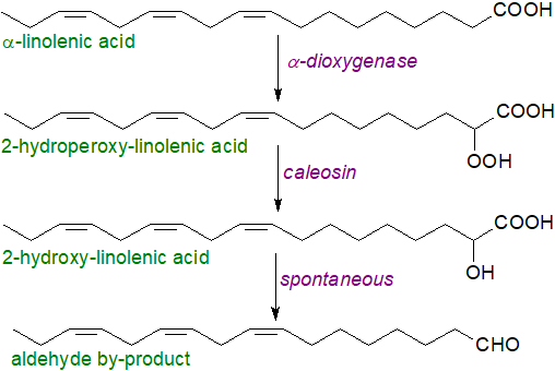 Oxidation and further metabolism of jasmonoyl-isoleucine