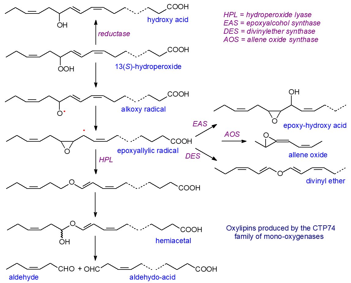 Conversion of lipoxygenase products into epoxy acids, divinyl ethers and aldehydes