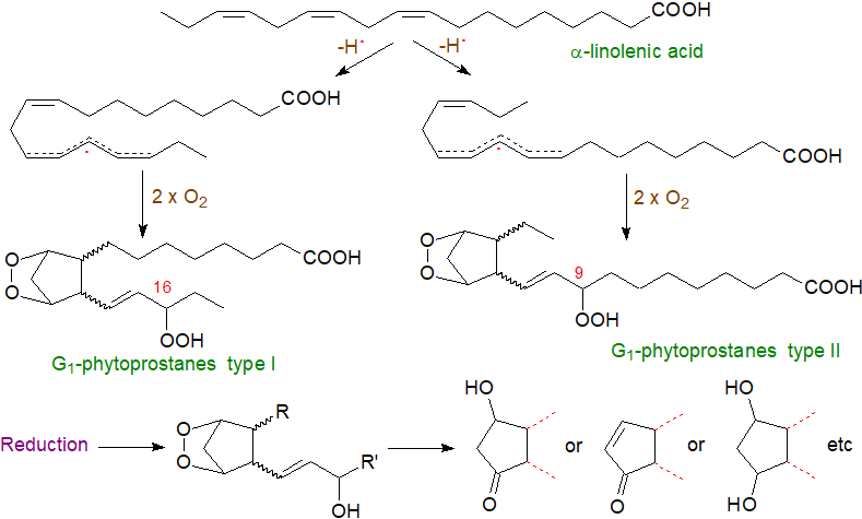 Formation of type G phytoprostanes in plants