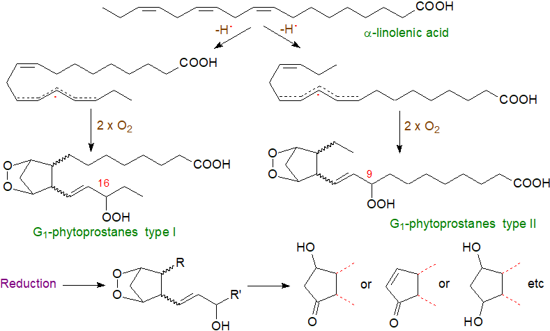 Conversion of lipoxygenase products into epoxy acids, divinyl ethers and aldehydes