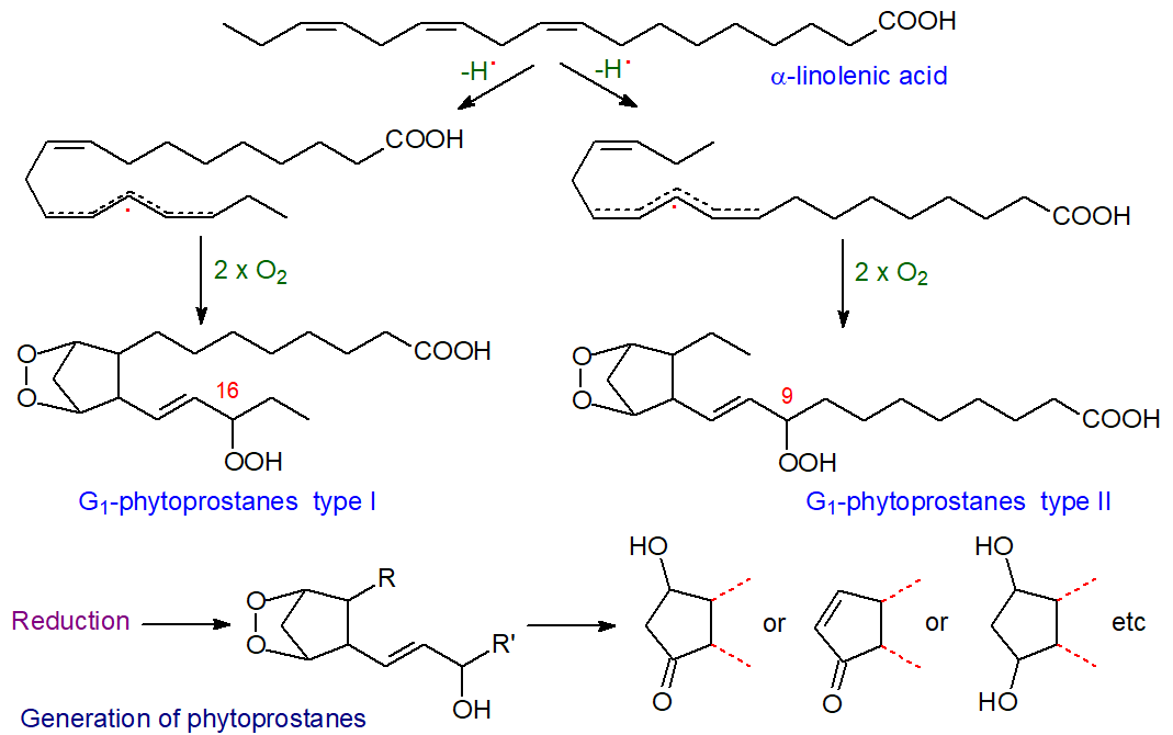 Formation of phytoprostanes G types