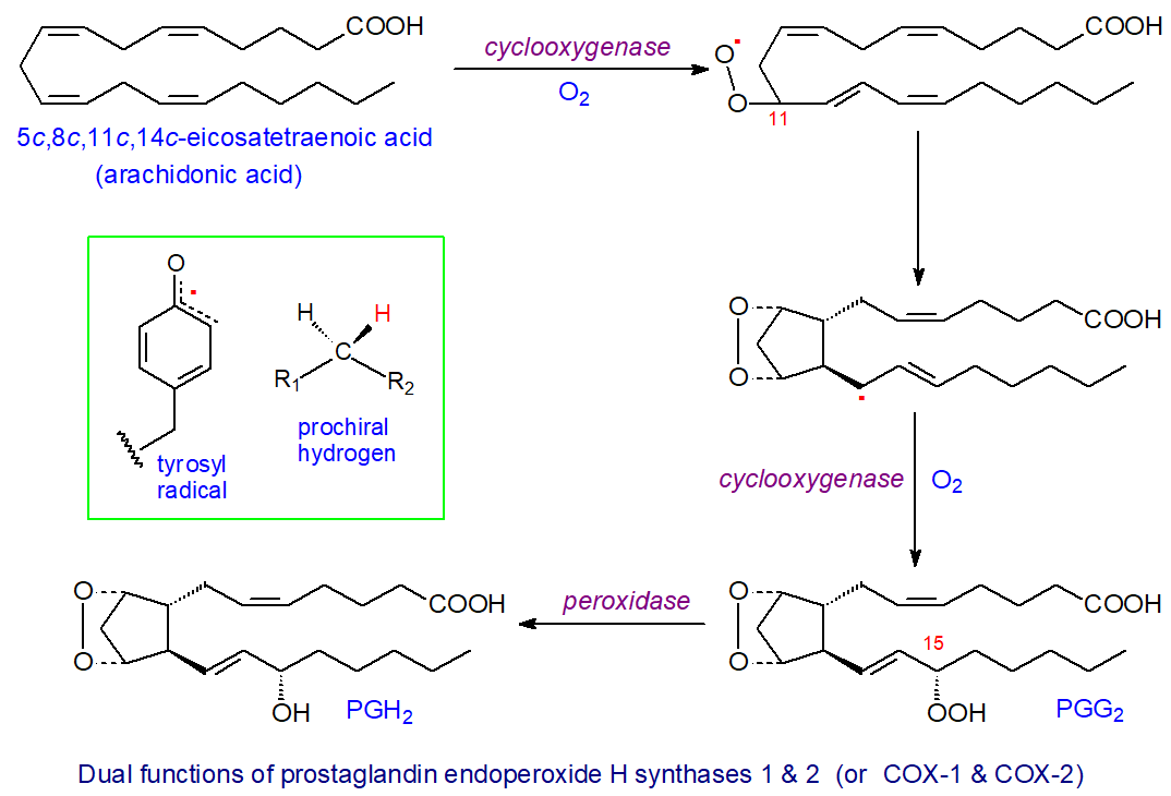 Biosynthesis of prostaglandins via cyclooxygenases
