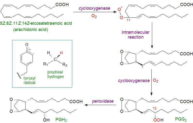 Biosynthesis of prostaglandins via cyclooxygenases